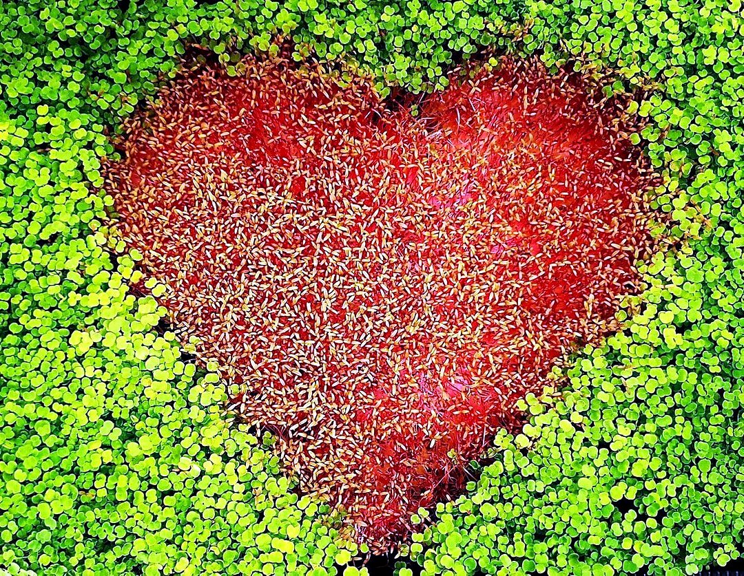 Corazón de microgreens rojos sobre microgreens verdes
