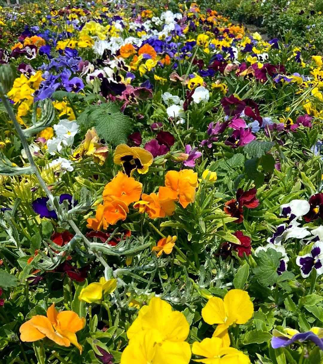 Campo de pensamientos en flor