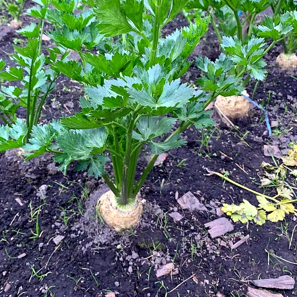 Planta de apionabo con la raíz asomando de la tierra