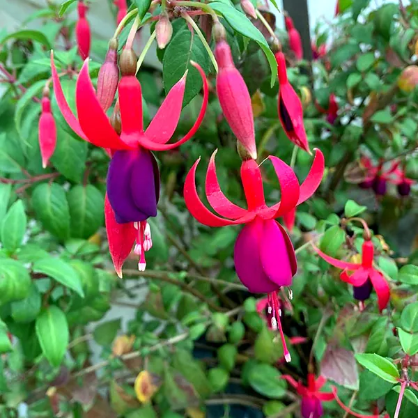 Aretillos rojos y morados colgando de la planta