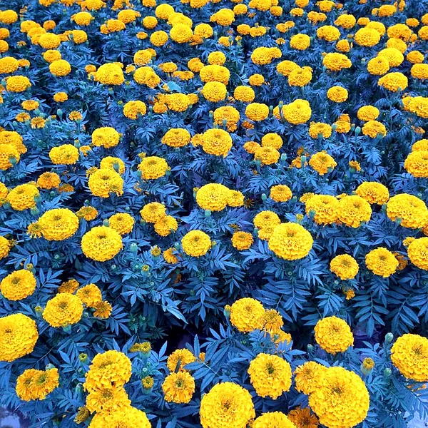 Campo de cempasúchil en flor