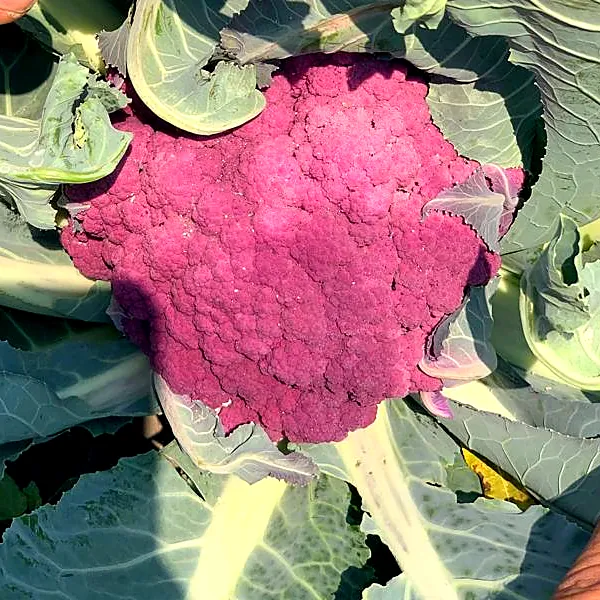 Coliflor morada en la planta, entre sus hojas