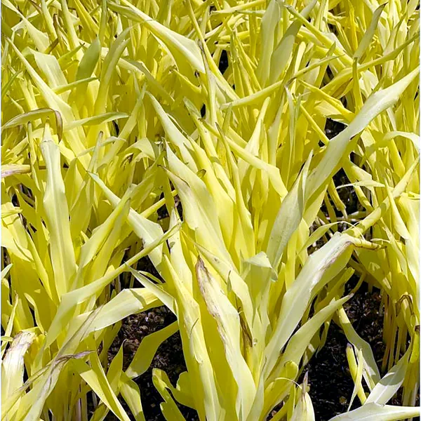 Microgreens de maíz amarillos