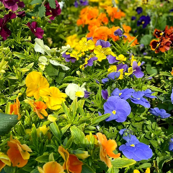 Pensamientos naranjas, amarillos, morados y azules en flor
