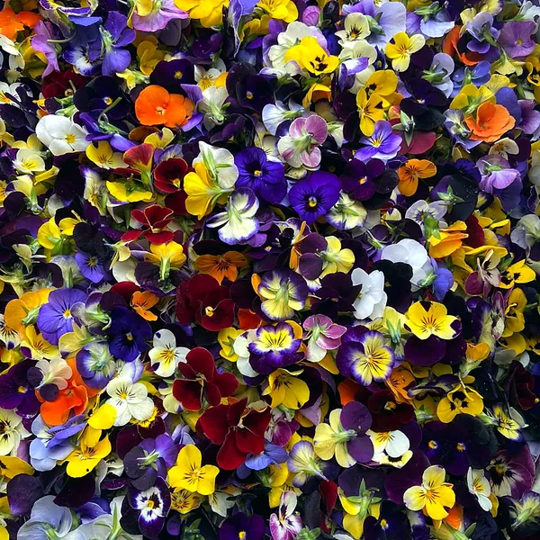 Pensamientos mini cortados, de muchos colores