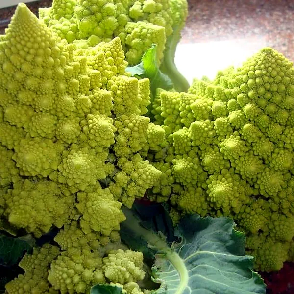 Dos romanescos verdes con sus hojas