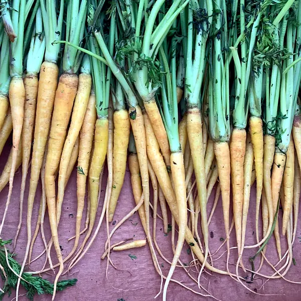 Zanahorias amarillas con sus hojas, recién cosechadas